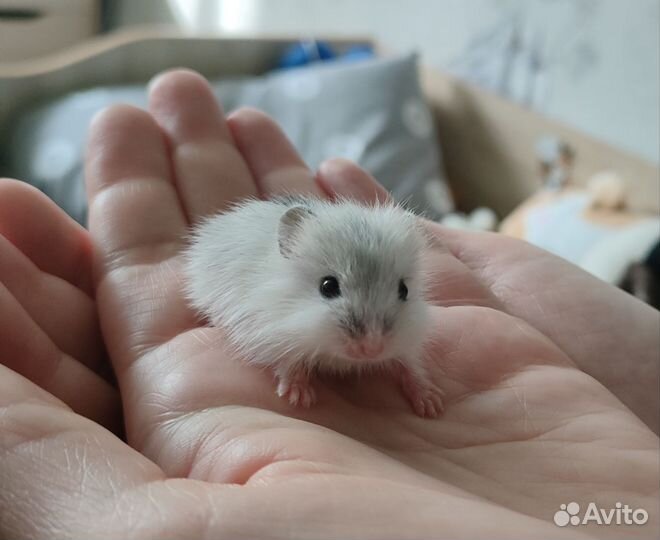 Хомяки джунгарские (серые, перл)