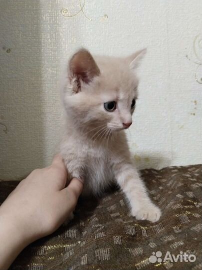 Кошка в дар