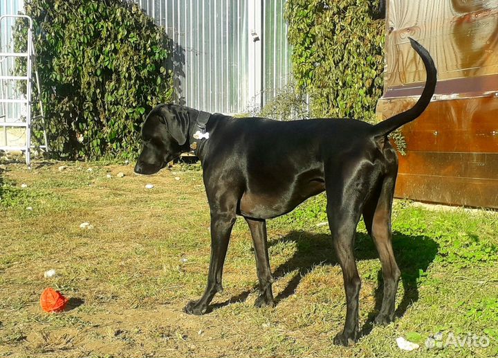 Передержка животных. Догситтер. Зоогостиница