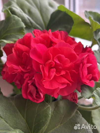 Сортовая пеларгония герань та Подарок Амура