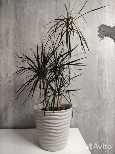 Комнатные цветы драцена