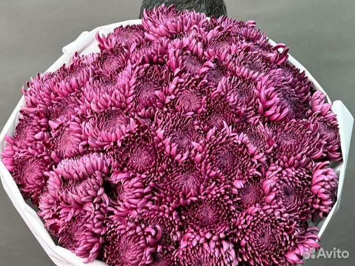 Цветы 11 / 21 / 51 Хризантема