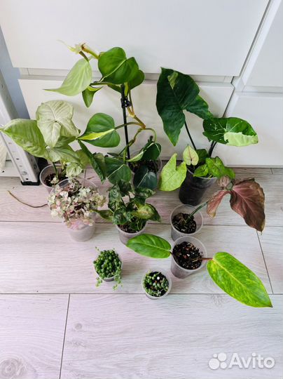 Наборы комнатных растений Ч2