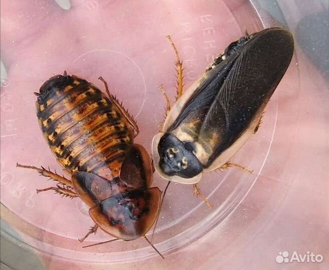 Аргентинские тараканы