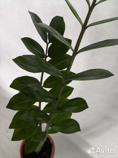 Замиокулькас