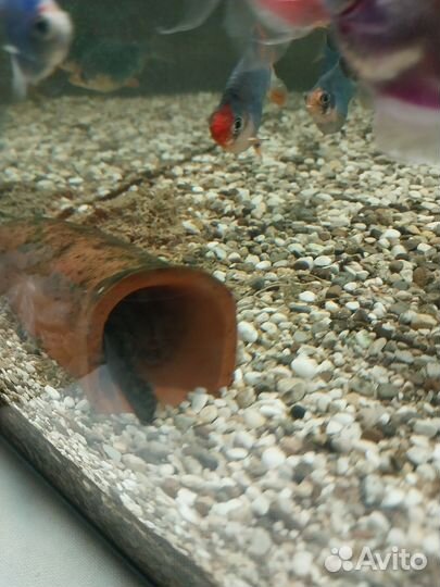 Сомики Анцитрусы. Чистильщики. Присоски