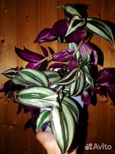 Традесканция, отдаю с горшком