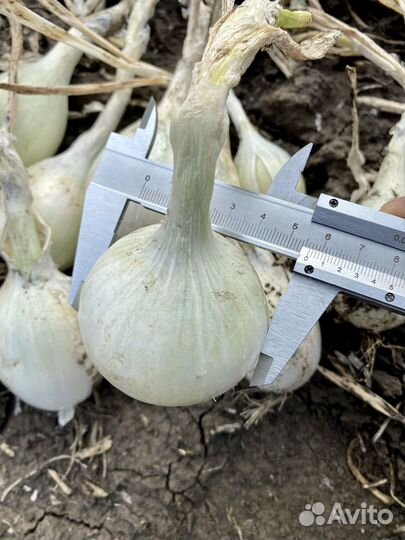 Лук белый Стардаст