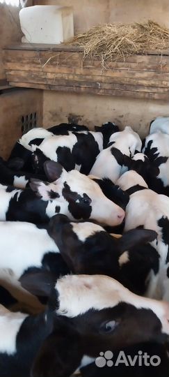 Бычки телята