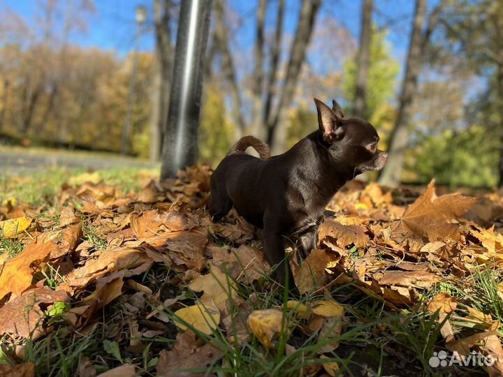 Вязка чихуахуа