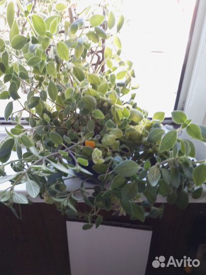 Стрептокарпелла