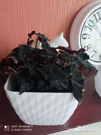 Бегония черная мамба