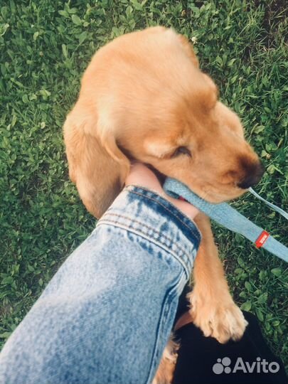 Передержка домашних животных