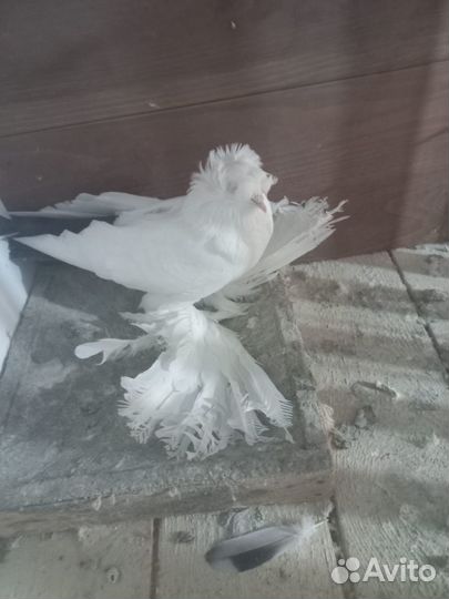 Голуби чернохвостые персы