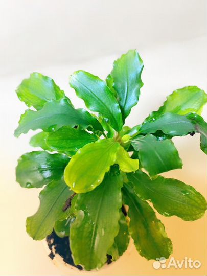 Растения в аквариум