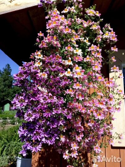 Продам рассаду