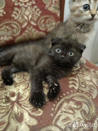 Британские котята