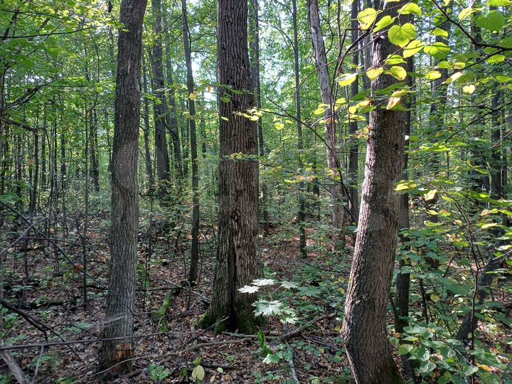 Участок 4 га (ИЖС)