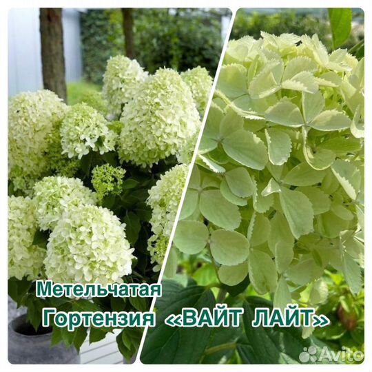 Гортензия