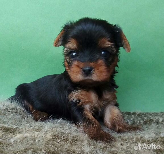 Йоркширский терьер