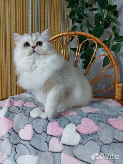 Британская шиншилла