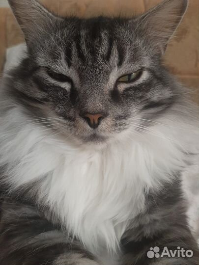 Тиша в поисках дома