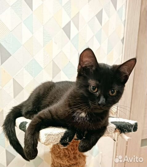 Котёнок девочка