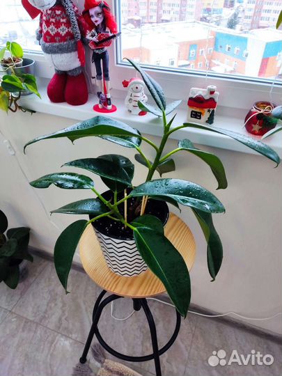 Комнатные растения