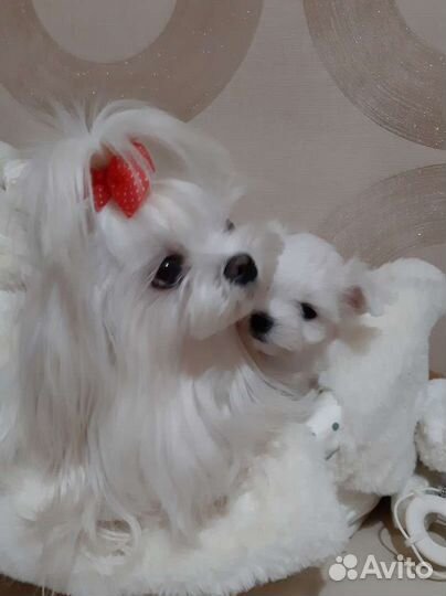 Мальтезе. Микро мальчик. Мальтийская болонка