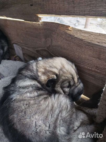 Отдам в добрые руки щенков