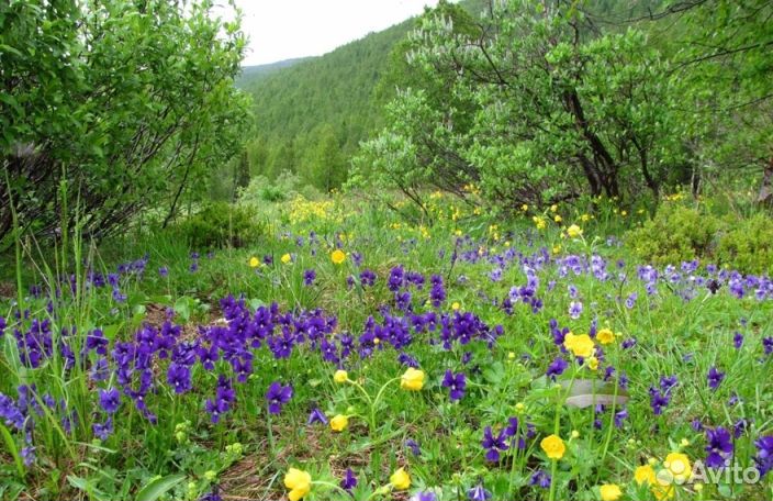 Мед Алтайский опт