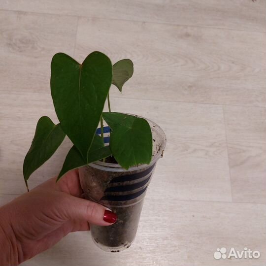 Антуриум андре