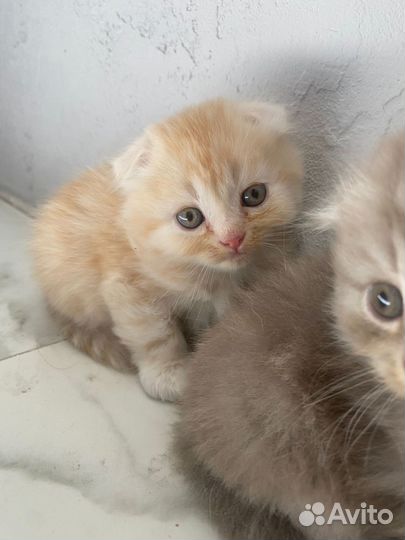 Шотландский вислоухий котенок