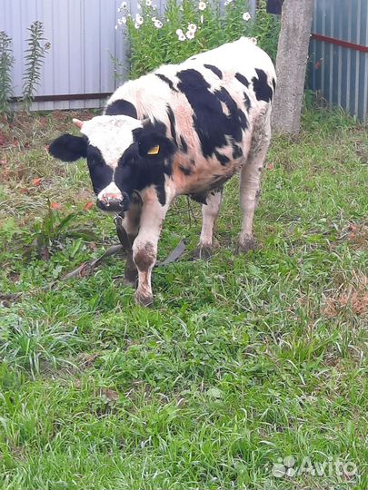 Бычки на откорм