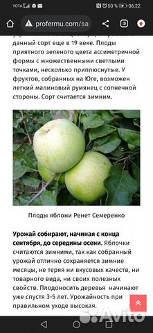 Саженцы плодовых деревьев