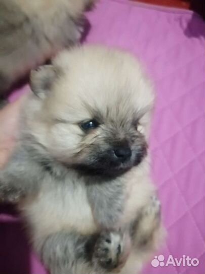 Щенок шпица