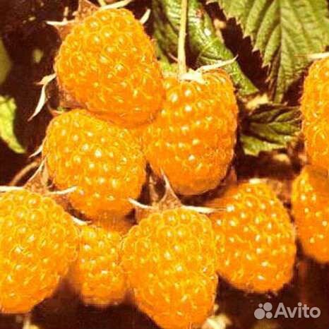 Саженцы малины зкс