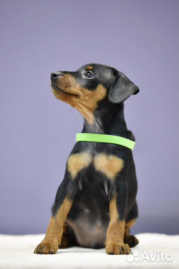 Щенки цвергпинчера в серьезные руки