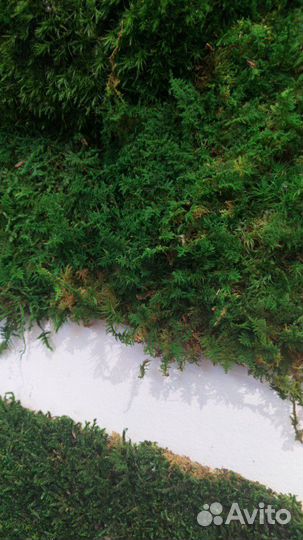 Мох стабилизированный