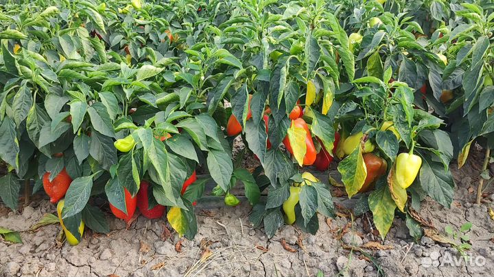 Перец болгарский оптом