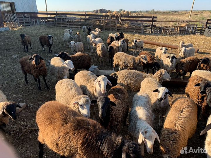 Баранчики 2023 года