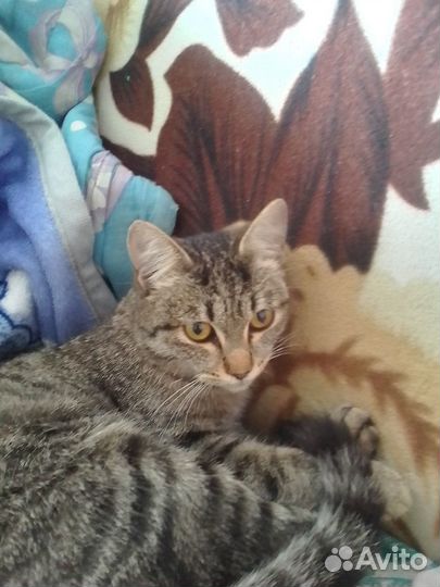 Отдам в добрые руки