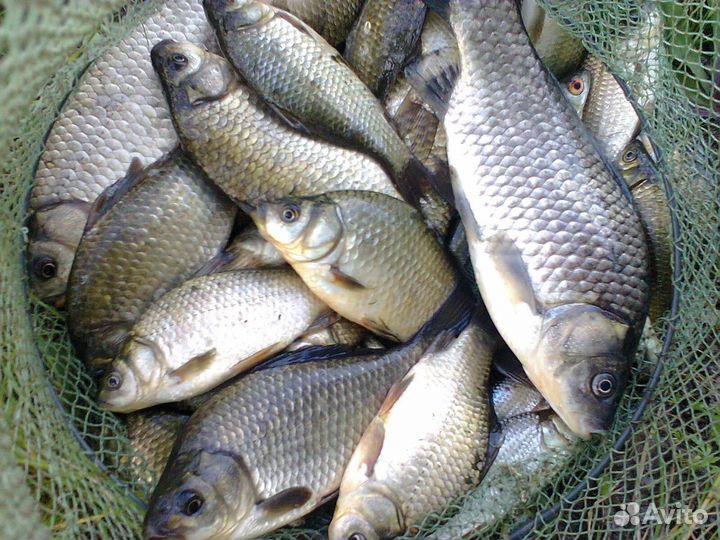 Свежая рыба (карась)