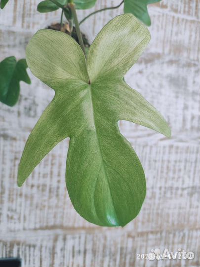 Филодендрон Флорида Бьюти Альба