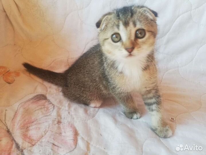Шотландский вислоухий котенок