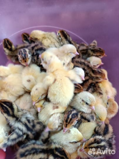 Перепелята