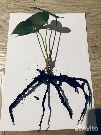 Антуриум Амалия элеганс