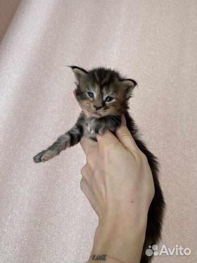 Котята мейн-кун рыжие и не только