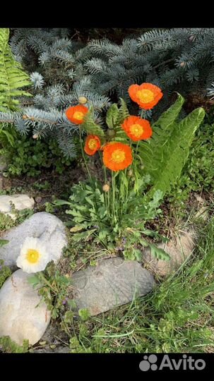 Многолетник