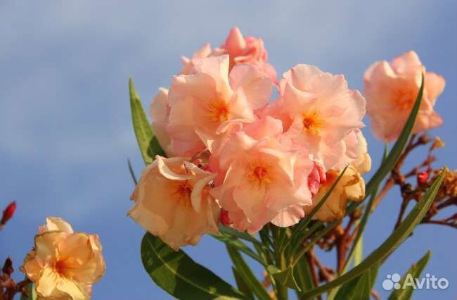 Саженцы олеандров оптом разные цвета